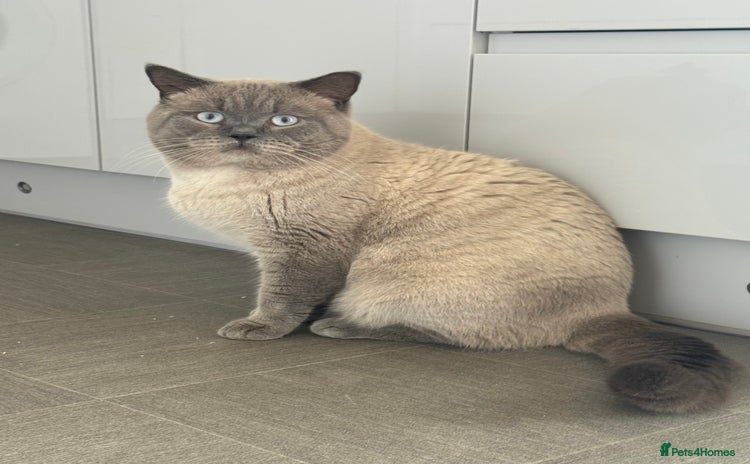 British Shorthair cats - Advert 19