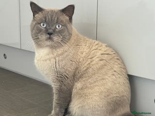 British Shorthair cats 🐻 BEAR 🐻 BRITISH SHORTHAIR FOR STUD DUTY GCCF - Advert 3