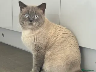 British Shorthair cats 🐻 BEAR 🐻 BRITISH SHORTHAIR FOR STUD DUTY GCCF - Advert 11