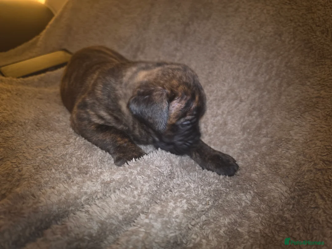 Mixed Breed dogs for sale: Dogue de bordeaux x cane corso puppies - Advert 2