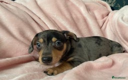 Miniature Dachshund dogs for sale: Beautiful Dachshund X - Image 10
