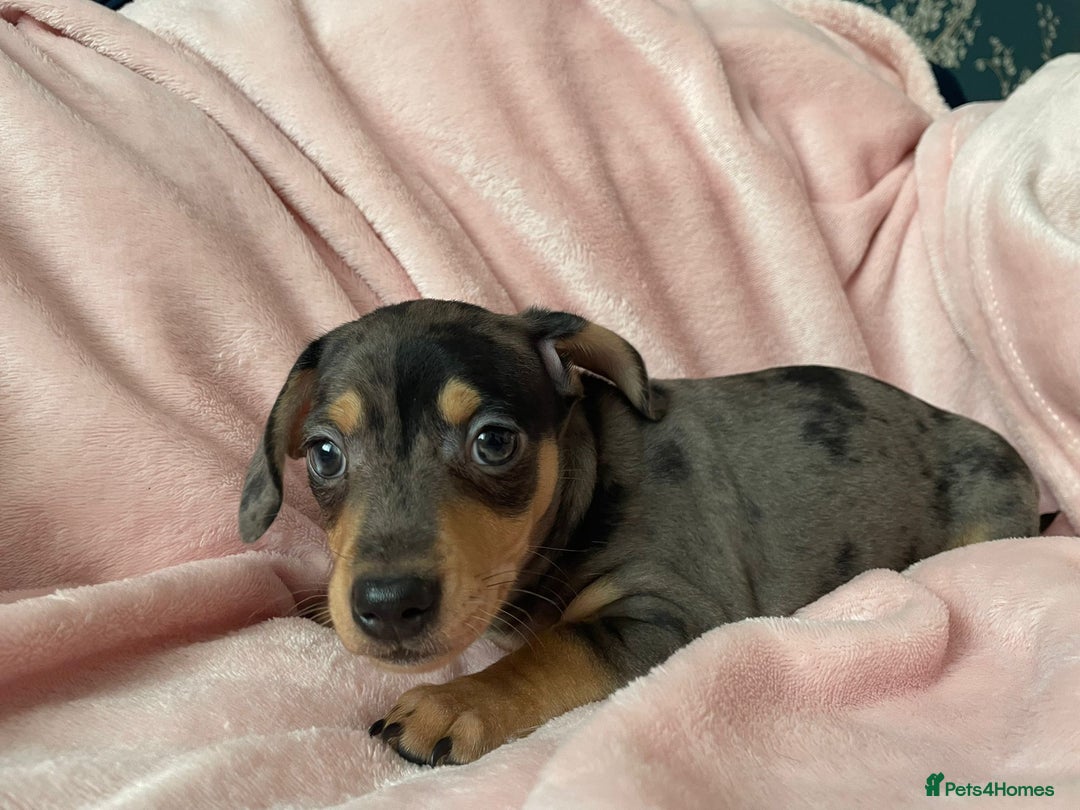 Miniature Dachshund dogs for sale: Beautiful Dachshund X - Image 10