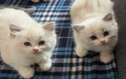 Ragdoll cats for sale: ✨ Gorgeous Ragdoll Kittens – Ready to Reserve! ✨ - Image 8