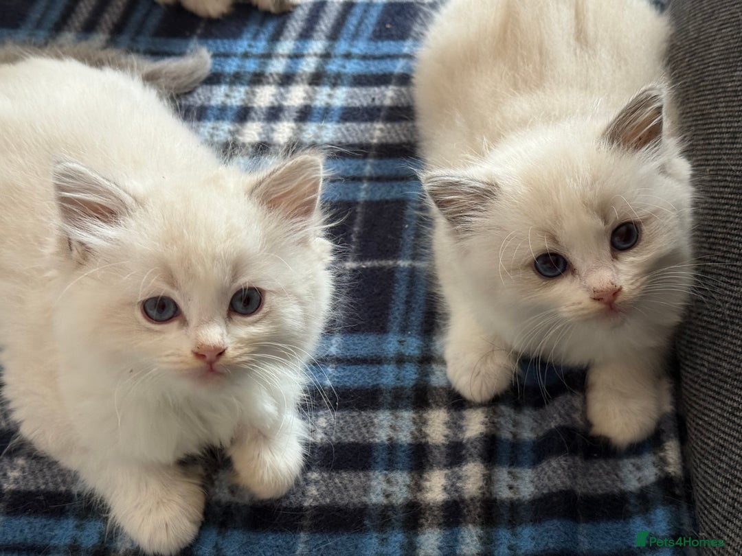Ragdoll cats for sale: ✨ Gorgeous Ragdoll Kittens – Ready to Reserve! ✨ - Image 8