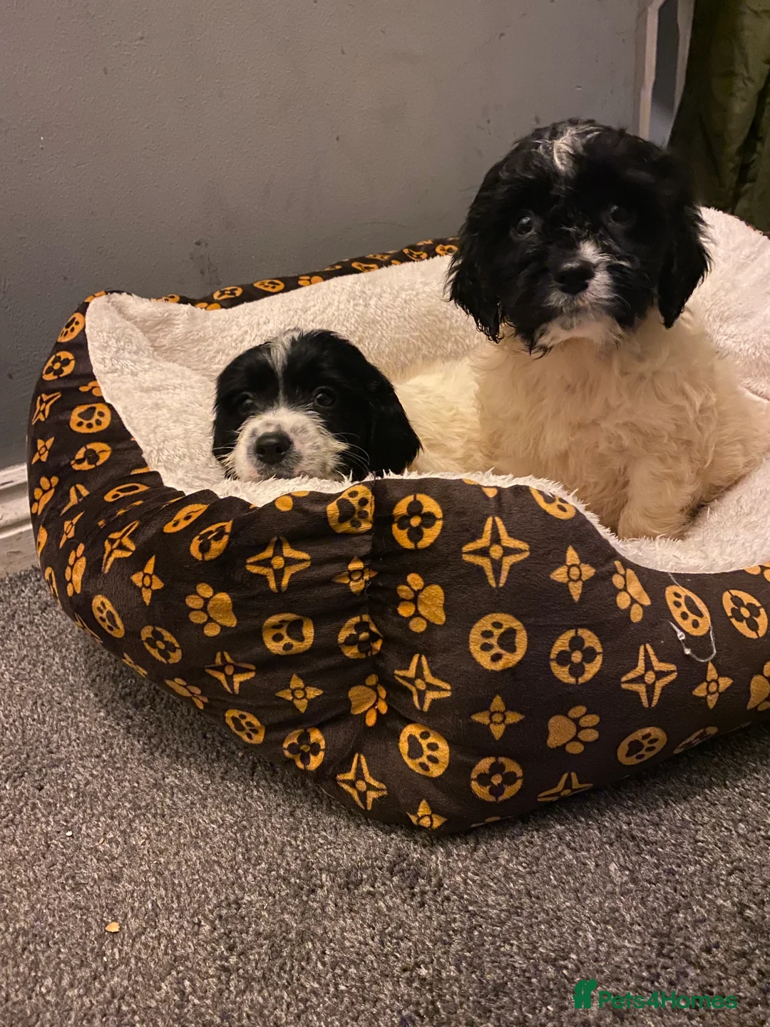Sproodle dogs for sale: Sproodles puppies available now spaniel x poodle - Advert 4