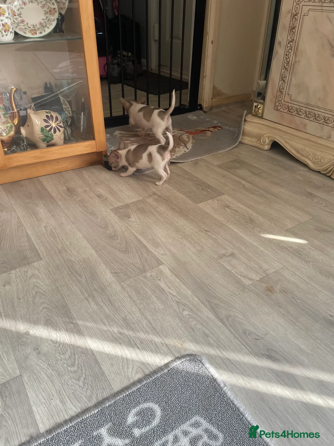 Jack Chi dogs for sale: Puppies  - Advert 8