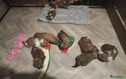 Shih Tzu dogs for sale: Half Imperial Shihtzu Pups (Karashishi Lines)  - Image 18