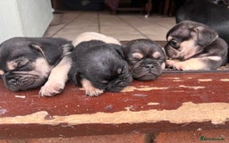Mixed Breed dogs for sale: 3/4 pug puppies  - Image 10