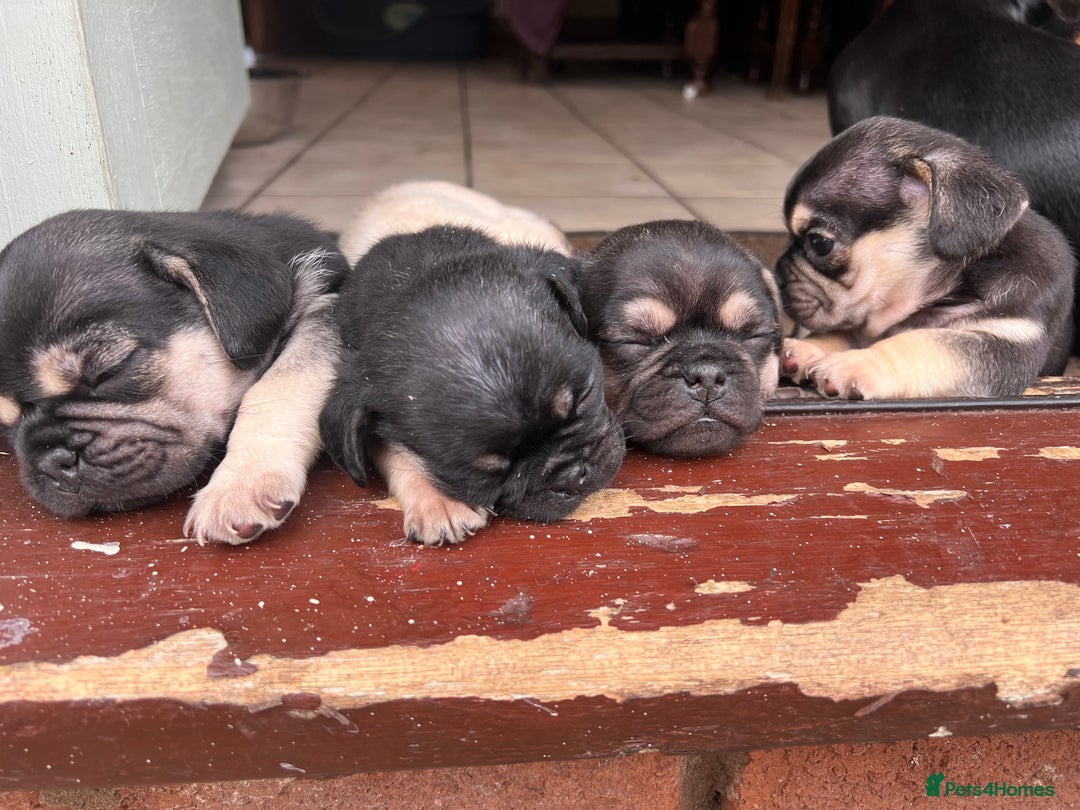 Mixed Breed dogs for sale: 3/4 pug puppies  - Image 10