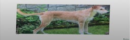 Mixed Breed dogs for sale: saluki greyhound  - Advert 6