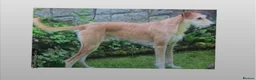 Mixed Breed dogs for sale: saluki greyhound  - Advert 6