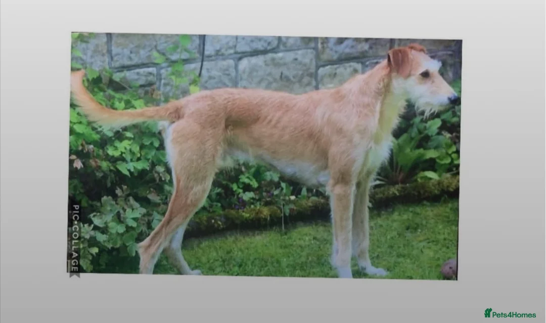 Mixed Breed dogs for sale: saluki greyhound  - Advert 6