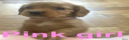 Cocker Spaniel dogs for sale: KC working cocker spaniel puppies! - Advert 5