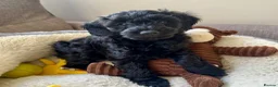 Cockapoo dogs for sale: RESERVED: Beautiful black Cockapoo boy - Advert 7