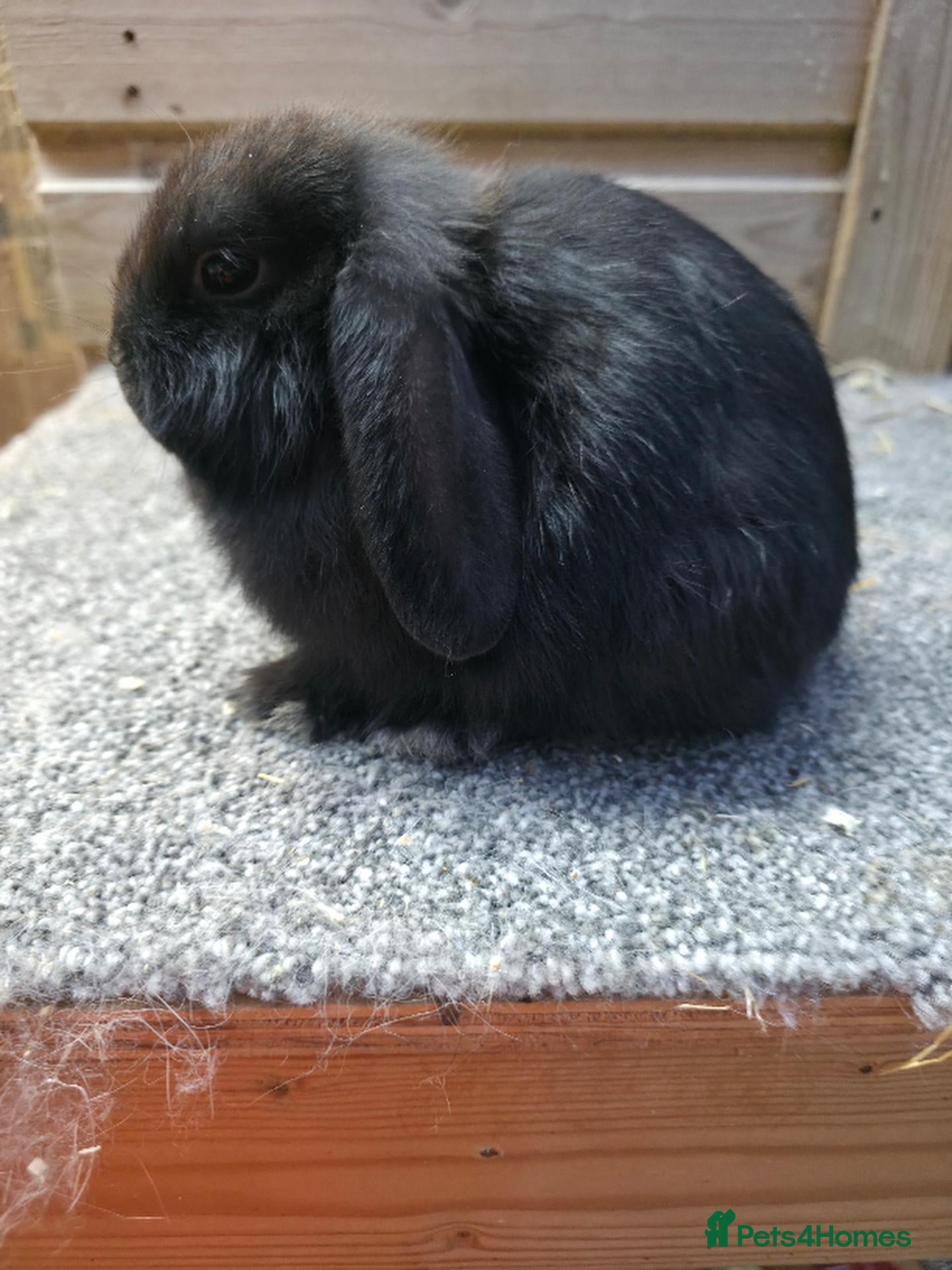 Mini Lop rabbits Litter of 6 mini lops girls sold , boys ready now - Advert 2