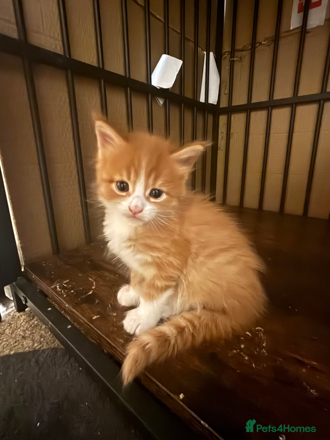 Maine Coon cats for sale: Beautiful Pedigree Main Coon Kittens - Advert 16