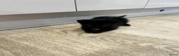 Mixed Breed cats for sale: Two Lovely Black Boy Kittens – 10 Weeks Old 🐈‍⬛ in Leeds - Advert 8