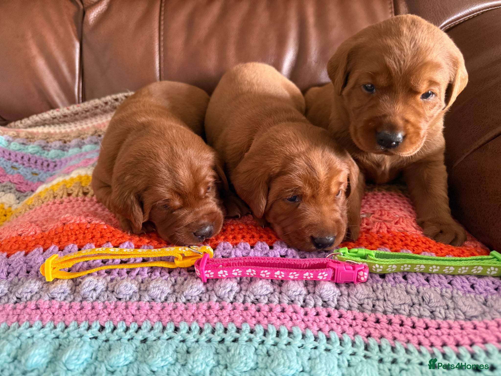 Labrador Retriever dogs Beautiful Mahogany Red Female puppies available  - Advert 2
