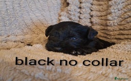 Miniature Schnauzer dogs for sale: 5 female miniature schnauzers - Image 6
