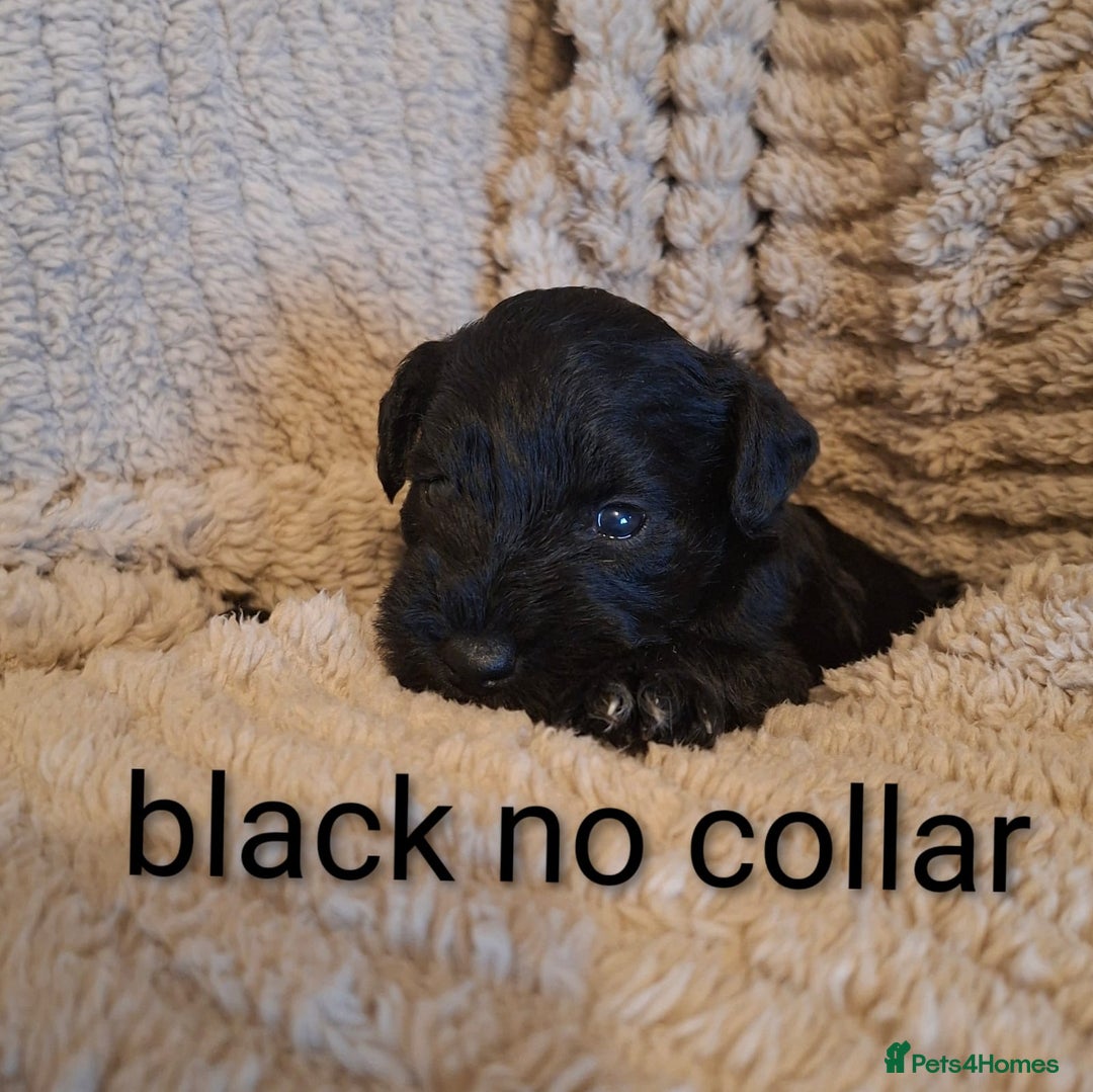 Miniature Schnauzer dogs for sale: 5 female miniature schnauzers - Image 6