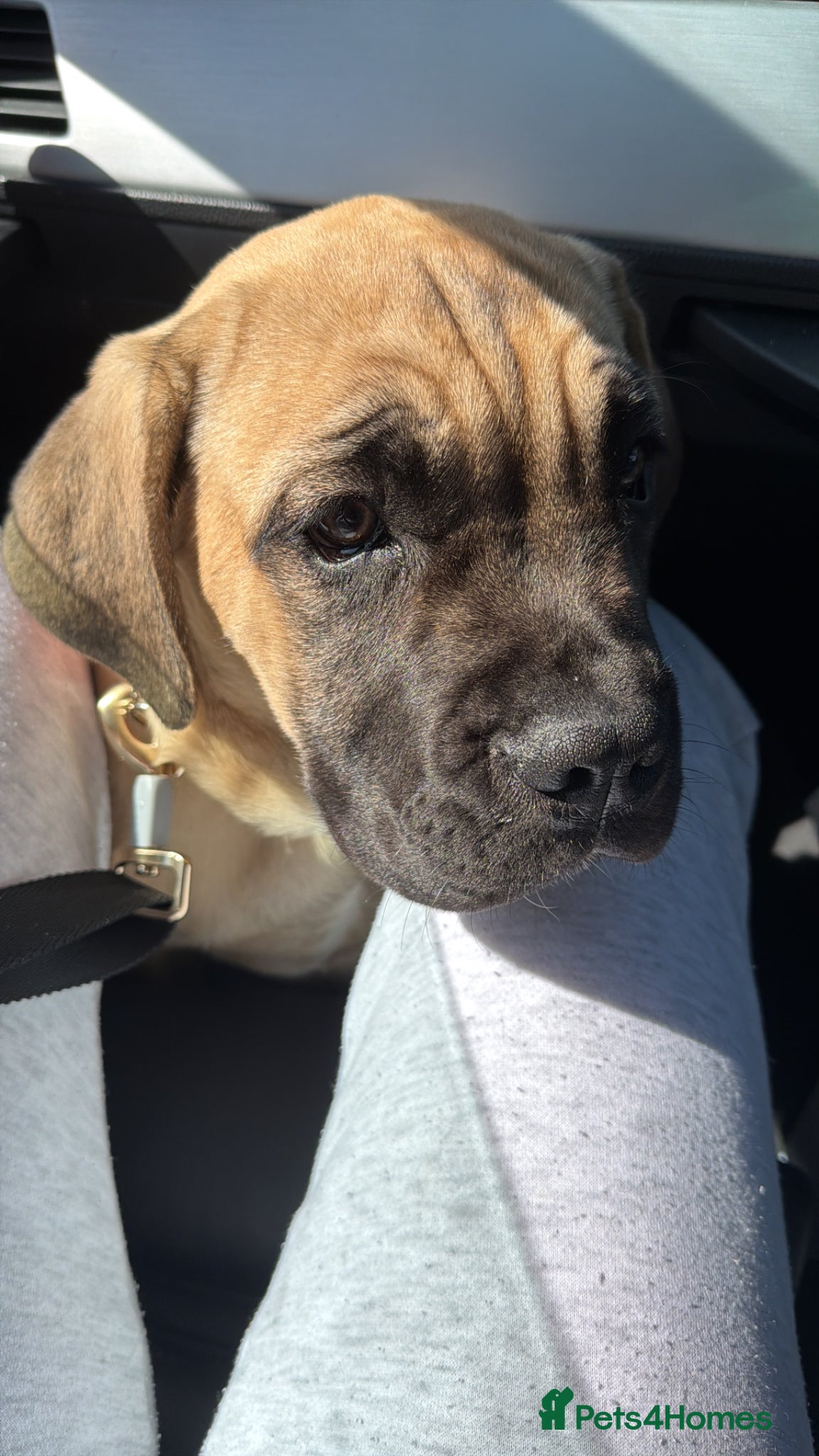 Mixed Breed dogs Neapolitan Mastiff x Cane Corso Puppy – URGENT - Advert 1