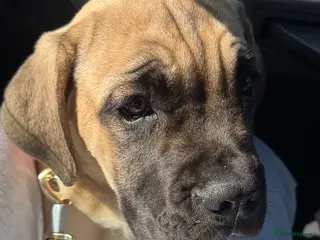 Mixed Breed dogs Neapolitan Mastiff x Cane Corso Puppy – URGENT - Advert 1
