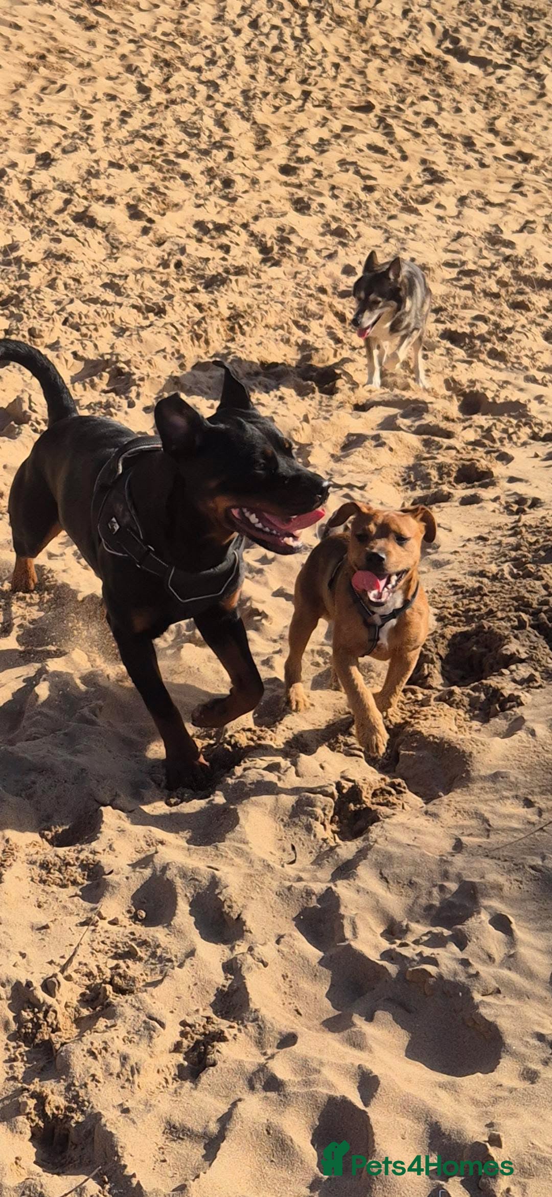 Rottweiler dogs for sale: 1 year old Rottweiler girl - Advert 3