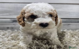 Cavapoo dogs for sale: Beautiful Toy Cavapoo Puppies for sale - Image 2