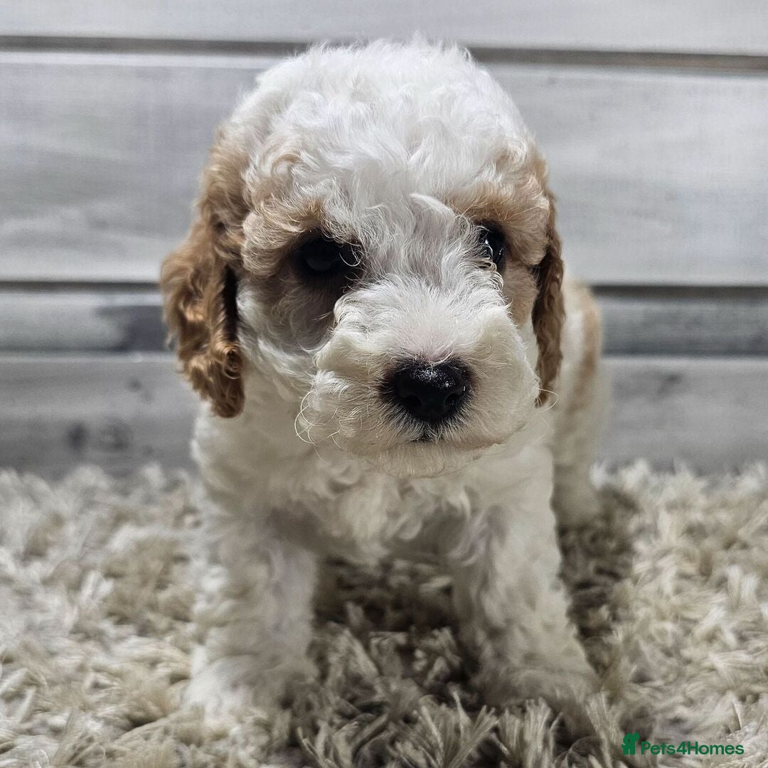 Cavapoo dogs for sale: Beautiful Toy Cavapoo Puppies for sale - Image 2