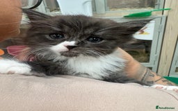 Maine Coon cats for sale: Maine Coon Kittens (Ready in 1 weeks)  - Image 1