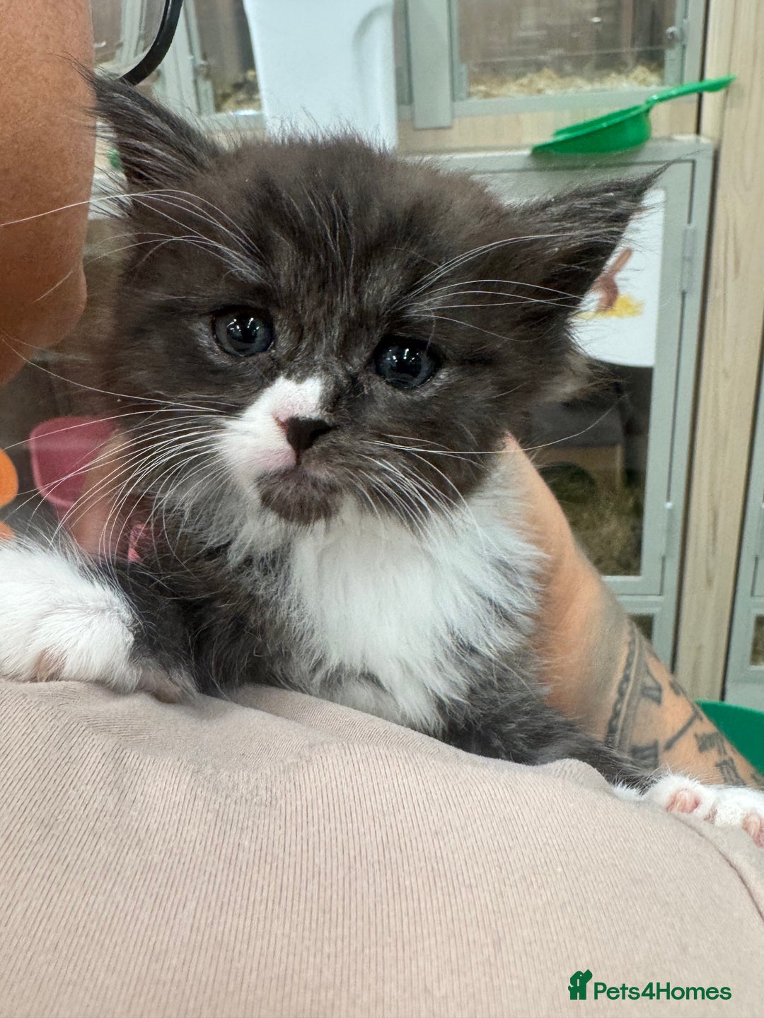 Maine Coon cats for sale: Maine Coon Kittens (Ready in 1 weeks)  - Image 1