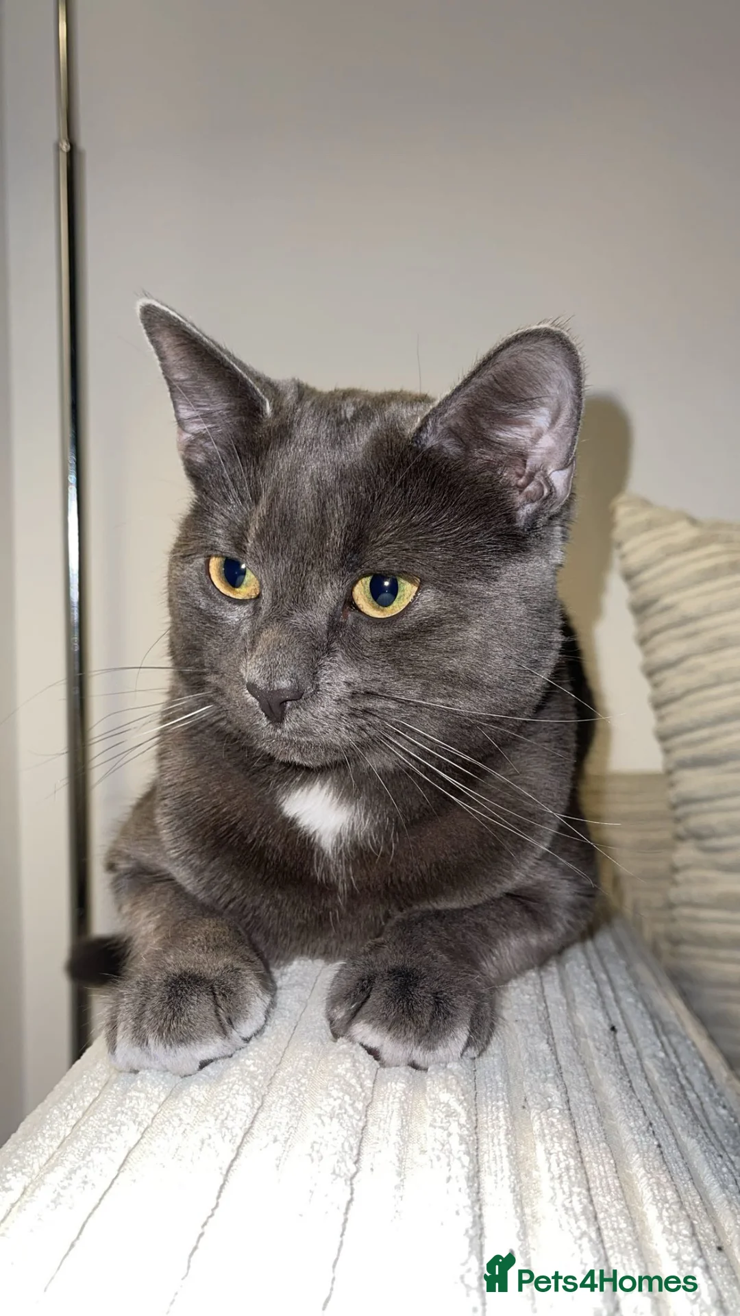 Chartreux cats for sale: GREY CHARTREUX CAT  in Ruislip - Advert 2