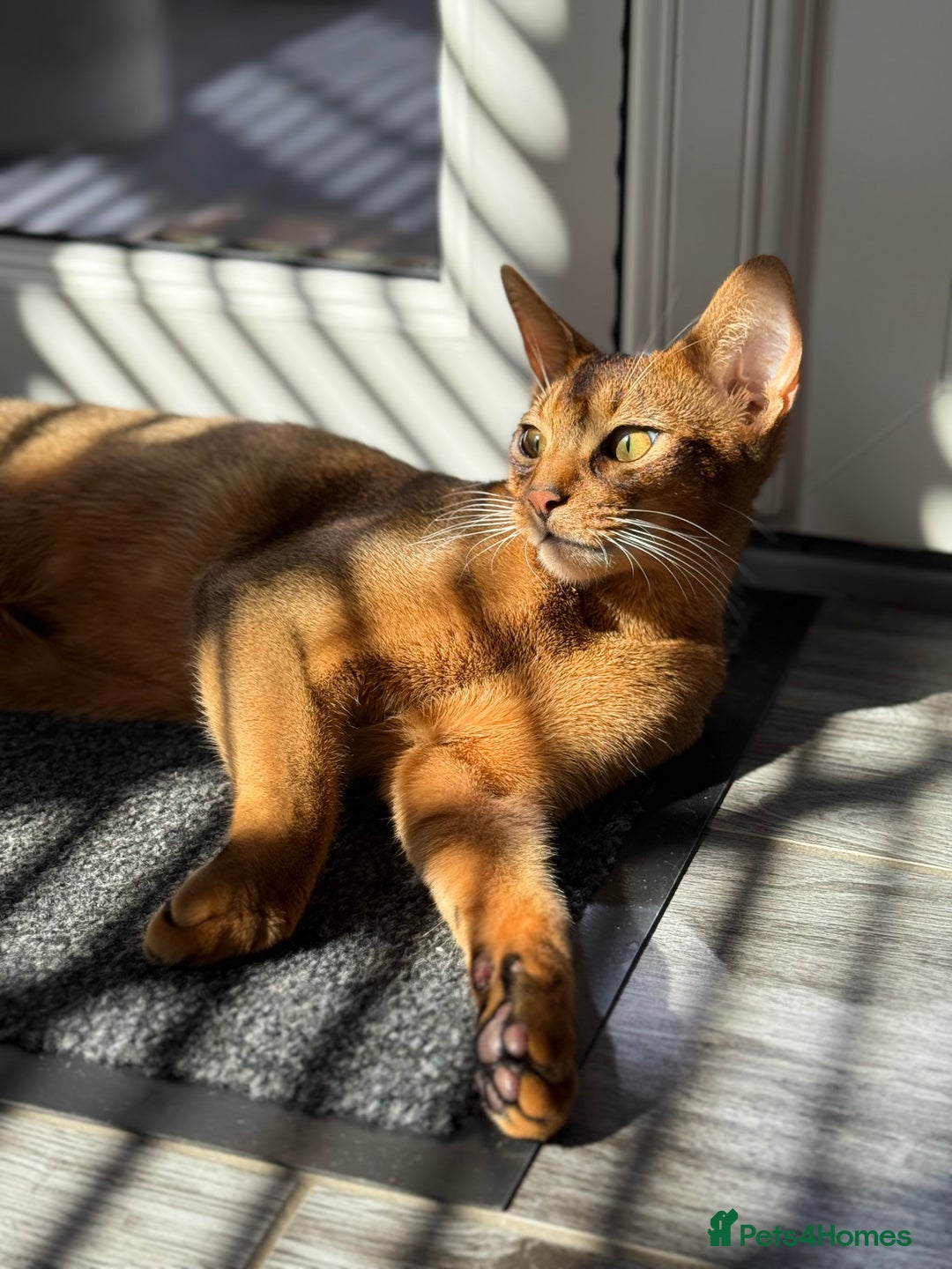 Abyssinian cats for sale: Abyssinian male cat - Image 3