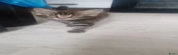 Maine Coon cats for sale: Maine coon kittens  in Wokingham - Advert 4