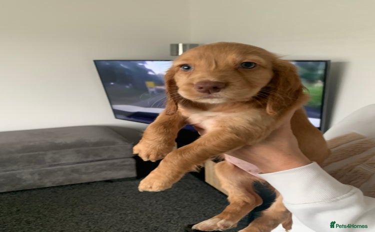 Cocker Spaniel dogs - Advert 2