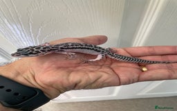 Leopard Gecko reptiles for sale: CB25 Supper Mac Snow Leopard Geckos available  - Image 4
