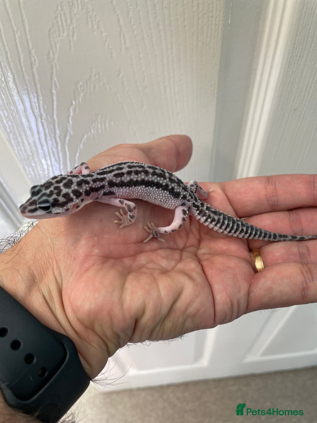 Leopard Gecko reptiles for sale: CB25 Supper Mac Snow Leopard Geckos available  - Image 4