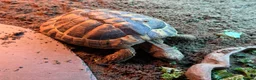 Hermann Tortoise reptiles for sale: Herman Tortoise and large tortoise table and Lamp - Advert 4
