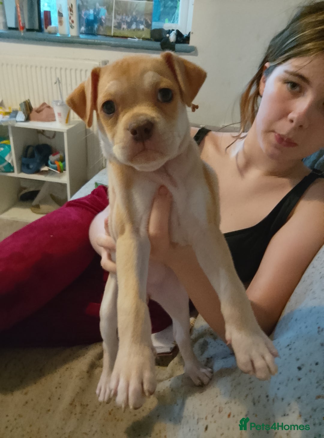 Mixed Breed dogs for sale: Pug cross bulldog - Image 4