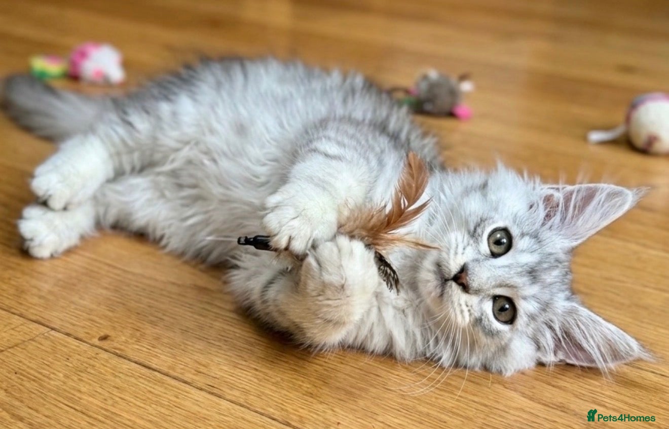 Maine Coon cats 🐾💠 *TICA REG* SILVER MAINE COON KITTENS 💠🐾 - Advert 15
