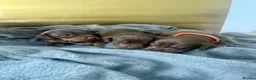 Miniature Dachshund dogs for sale: Chocolate and Tan KC Miniature Dachshund puppies - Advert 4