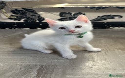 Mixed Breed cats for sale: White Gray and Ragdoll Kittens - Image 21