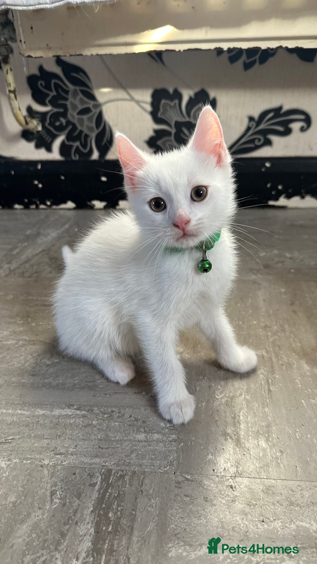 Mixed Breed cats for sale: White Gray and Ragdoll Kittens - Image 21
