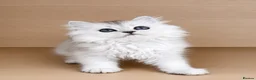 British Longhair cats for sale:  Longhair Silver Point & Golden Point Kittens - Advert 9
