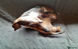 Miniature Dachshund dogs for sale: Miniature dachshund ( sausage dog) puppies - Image 4