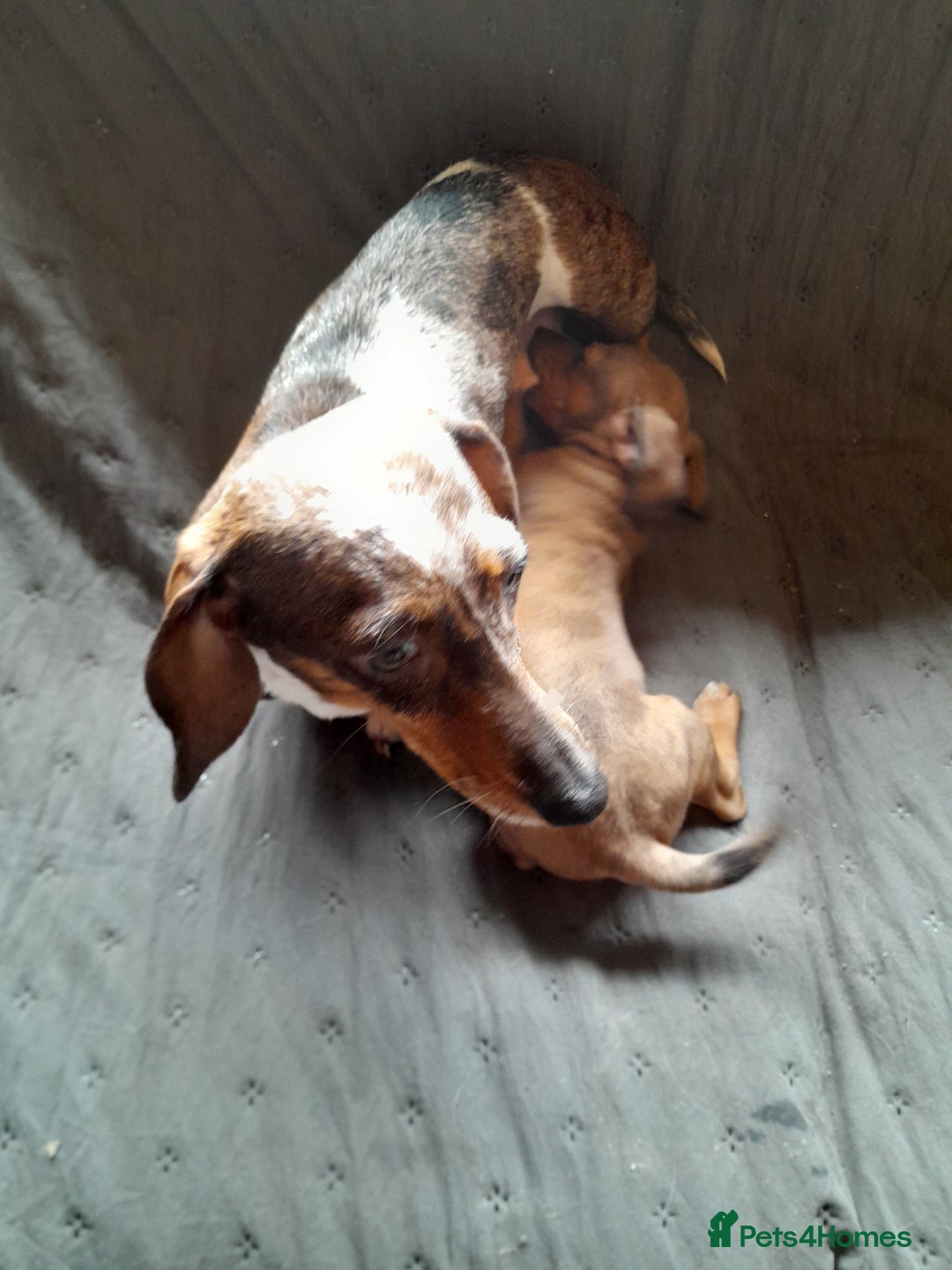 Miniature Dachshund dogs for sale: Miniature dachshund ( sausage dog) puppies - Image 4