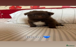 Pomeranian dogs for sale: 3 STUNNING POMERANIANS 1 MALE 2 FEMALE  - Image 13