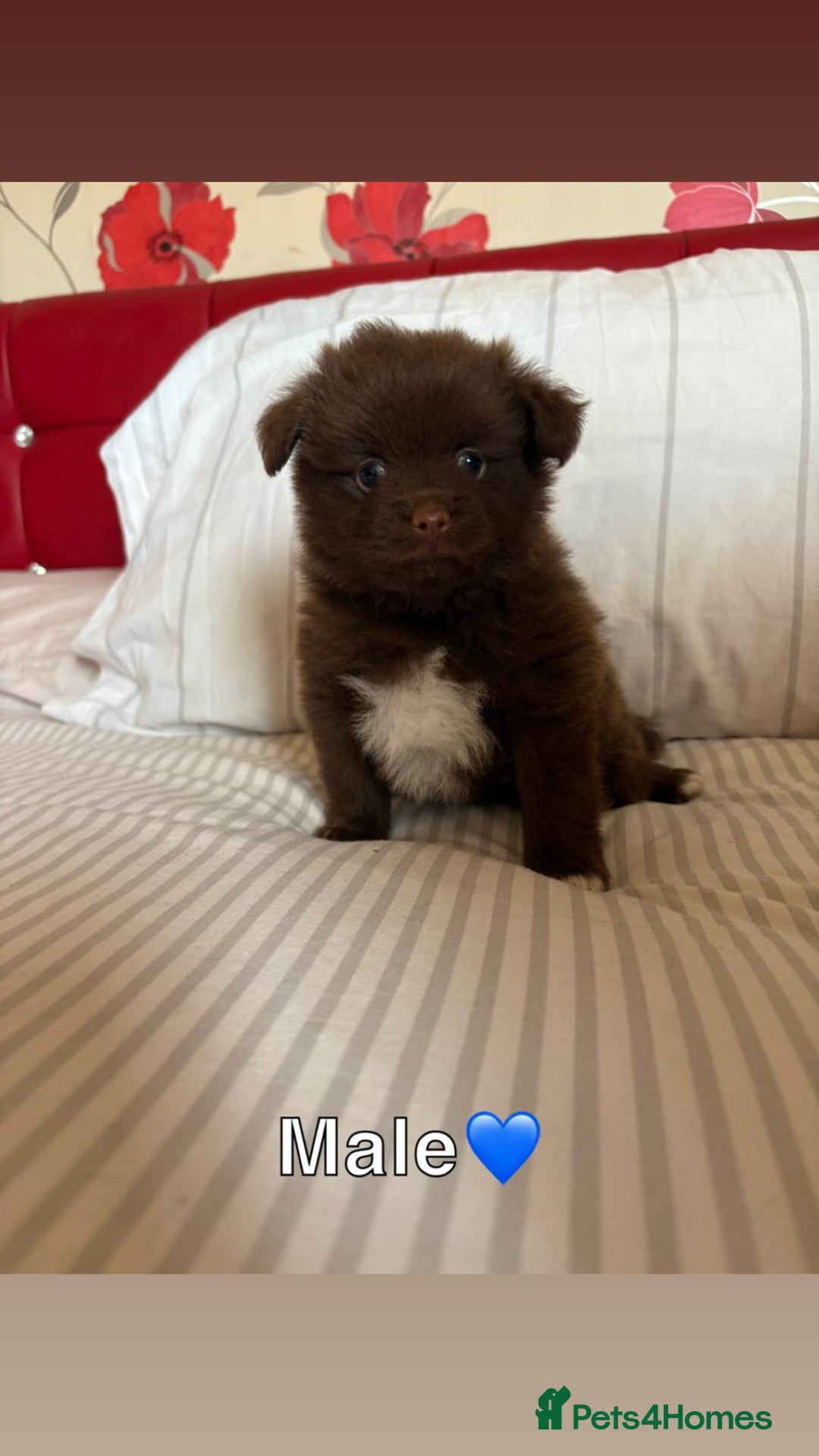 Pomeranian dogs for sale: 3 STUNNING POMERANIANS 1 MALE 2 FEMALE  - Image 13