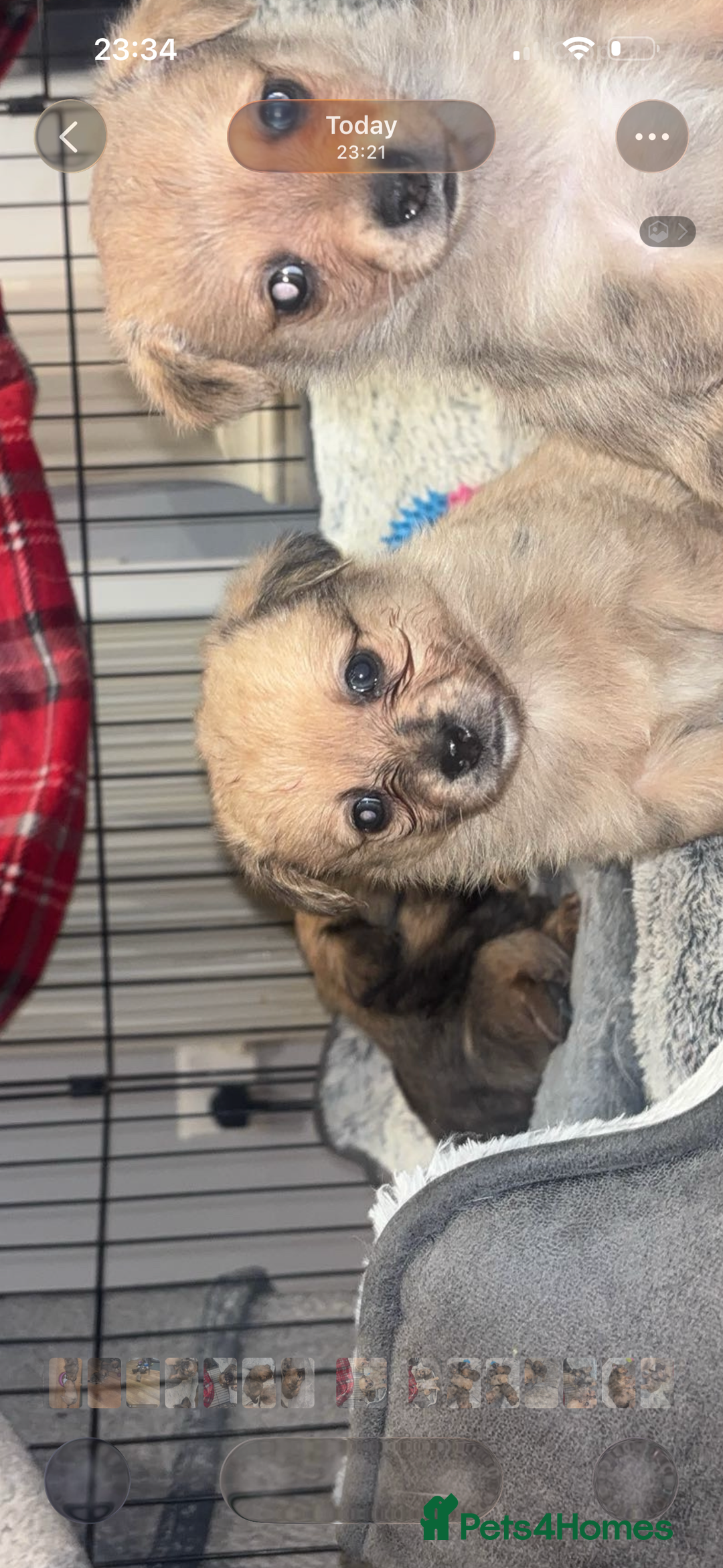 Chihuahua dogs for sale: MERLE CHIHUAHUAS 🐶 2 BOYS 1 GIRL STILL AVAILABLE - Advert 23