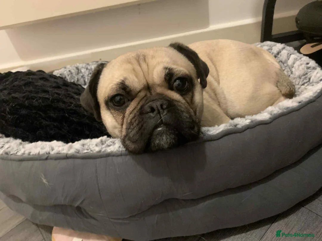 Mixed Breed dogs for sale: Frug for sale - Advert 1